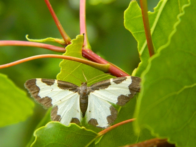 Variazioni sul tema: Lomaspilis marginata
